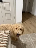 Milo , a male Goldendoodle for sale in Gilbert, AZ – 4 of 7