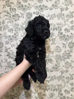 Kalabar , a male Goldendoodle for sale in Gilbert, AZ – 7 of 9