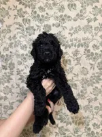 Kalabar , a male Goldendoodle for sale in Gilbert, AZ – 4 of 9