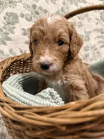 Max, a male Goldendoodle for sale in Gilbert, AZ – 7 of 10