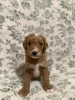Max , a male Goldendoodle for sale in Gilbert, AZ – 3 of 10