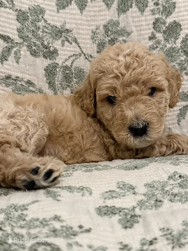 Milo – Goldendoodle puppy for sale in Gilbert, AZ