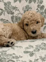 Milo, a male Goldendoodle for sale in Gilbert, AZ – 1 of 8