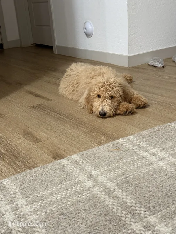 Milo  – Goldendoodle puppy for sale in Gilbert, AZ
