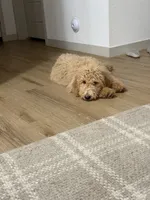 Milo , a male Goldendoodle for sale in Gilbert, AZ – 1 of 7