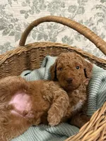 Tank, a male Goldendoodle for sale in Gilbert, AZ – 4 of 10