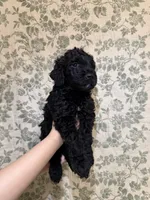 Kalabar , a male Goldendoodle for sale in Gilbert, AZ – 2 of 9