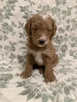 Max, a male Goldendoodle for sale in Gilbert, AZ – 9 of 10