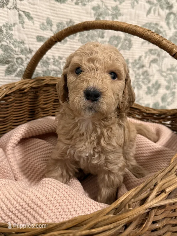 Maple – Goldendoodle puppy for sale in Gilbert, AZ