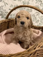 Maple, a female Goldendoodle for sale in Gilbert, AZ – 1 of 10