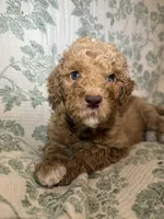 Daphne, a female Goldendoodle for sale in Gilbert, AZ – 8 of 10