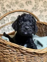 Cade, a male Goldendoodle for sale in Gilbert, AZ – 5 of 10