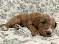 Max, a male Goldendoodle for sale in Gilbert, AZ – 2 of 10
