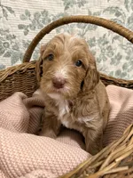 Marnie, a female Goldendoodle for sale in Gilbert, AZ – 7 of 10
