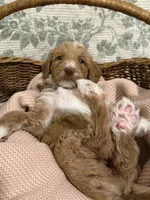 Marnie, a female Goldendoodle for sale in Gilbert, AZ – 10 of 10