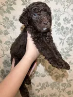 Moose, a male Goldendoodle for sale in Gilbert, AZ – 2 of 10