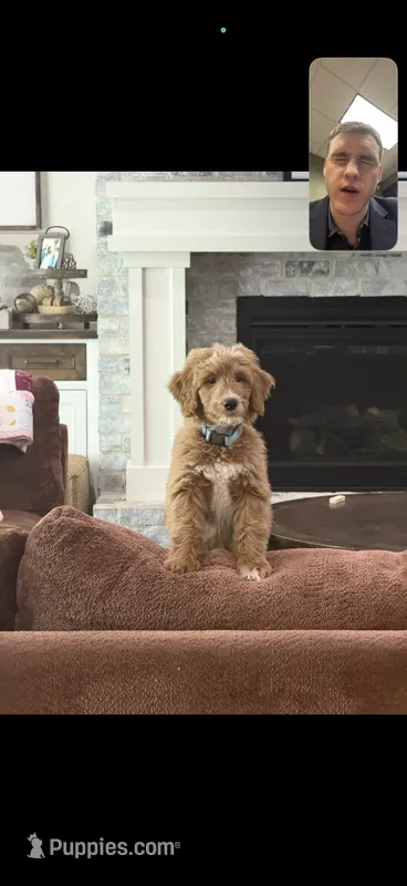 Max  – Goldendoodle puppy for sale in Gilbert, AZ