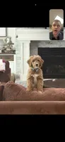 Max , a male Goldendoodle for sale in Gilbert, AZ – 1 of 10