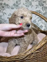 Maple, a female Goldendoodle for sale in Gilbert, AZ – 8 of 10