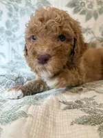 Daphne, a female Goldendoodle for sale in Gilbert, AZ – 1 of 10