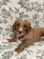 Marnie, a female Goldendoodle for sale in Gilbert, AZ – 2 of 10