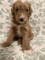 Max, a male Goldendoodle for sale in Gilbert, AZ – 3 of 10