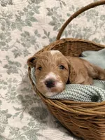 Max , a male Goldendoodle for sale in Gilbert, AZ – 10 of 10