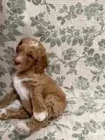 Marnie, a female Goldendoodle for sale in Gilbert, AZ – 6 of 10