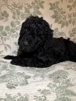 Kalabar , a male Goldendoodle for sale in Gilbert, AZ – 6 of 9