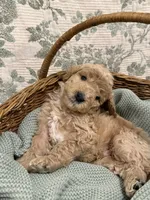 Milo, a male Goldendoodle for sale in Gilbert, AZ – 4 of 8