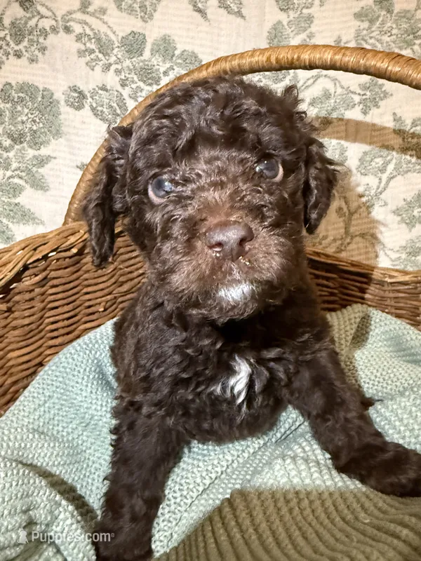Moose – Goldendoodle puppy for sale in Gilbert, AZ