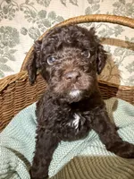 Moose, a male Goldendoodle for sale in Gilbert, AZ – 1 of 10