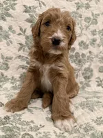 Max , a male Goldendoodle for sale in Gilbert, AZ – 8 of 10