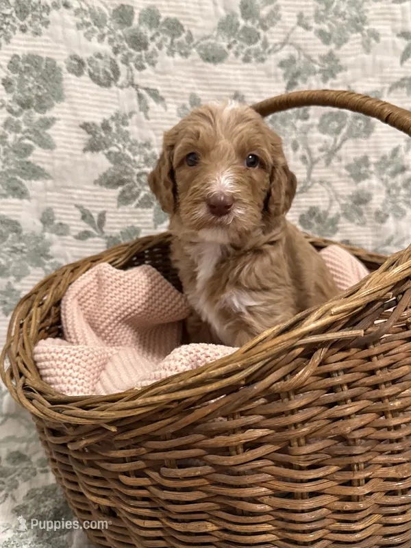 Marnie – Goldendoodle puppy for sale in Gilbert, AZ