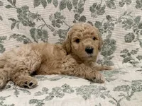 Milo, a male Goldendoodle for sale in Gilbert, AZ – 8 of 8