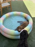 Max, a male Goldendoodle for sale in Gilbert, AZ – 4 of 6