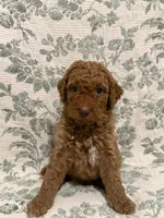 Tank, a male Goldendoodle for sale in Gilbert, AZ – 9 of 10