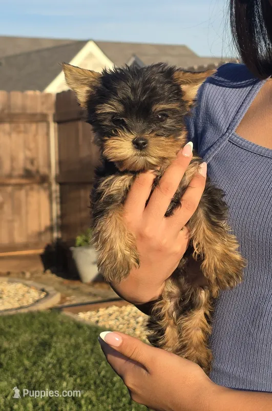 Tiger – Yorkshire Terrier puppy for sale in Lindsay, CA