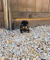 Tommy, a male Yorkshire Terrier for sale in Lindsay, CA – Photo 3 of 5