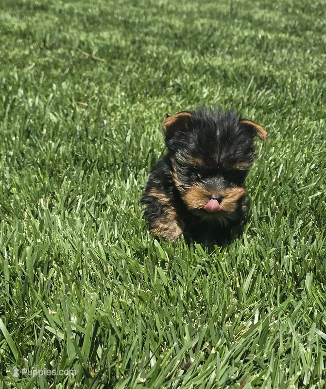 Tommy – Yorkshire Terrier puppy for sale in Lindsay, CA