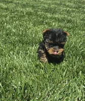 Tommy, a male Yorkshire Terrier for sale in Lindsay, CA – Photo 1 of 5