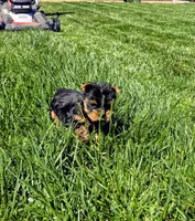 Tommy, a male Yorkshire Terrier for sale in Lindsay, CA – Photo 2 of 5
