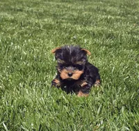 Tommy, a male Yorkshire Terrier for sale in Lindsay, CA – Photo 4 of 5