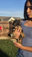Luna , a female Yorkshire Terrier for sale in Lindsay, CA – Photo 3 of 4