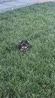 Luna , a female Yorkshire Terrier for sale in Lindsay, CA – Photo 4 of 4