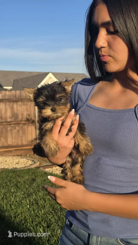 Luna  – Yorkshire Terrier puppy for sale in Lindsay, CA