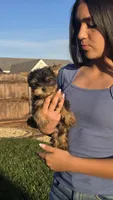 Luna , a female Yorkshire Terrier for sale in Lindsay, CA – Photo 1 of 4