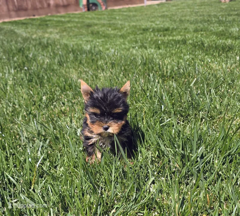 Yoda – Yorkshire Terrier puppy for sale in Lindsay, CA