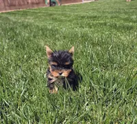 Yoda, a male Yorkshire Terrier for sale in Lindsay, CA – Photo 1 of 4