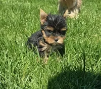Yoda, a male Yorkshire Terrier for sale in Lindsay, CA – Photo 2 of 4